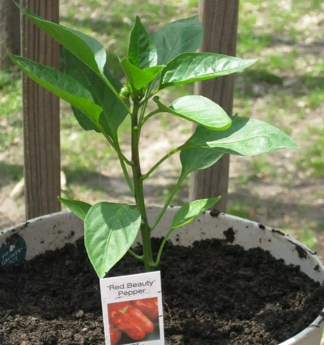 Pepper Seeds- Multi-Color- Capsicum annuum-Sweet Pepper - Caribbean garden seed