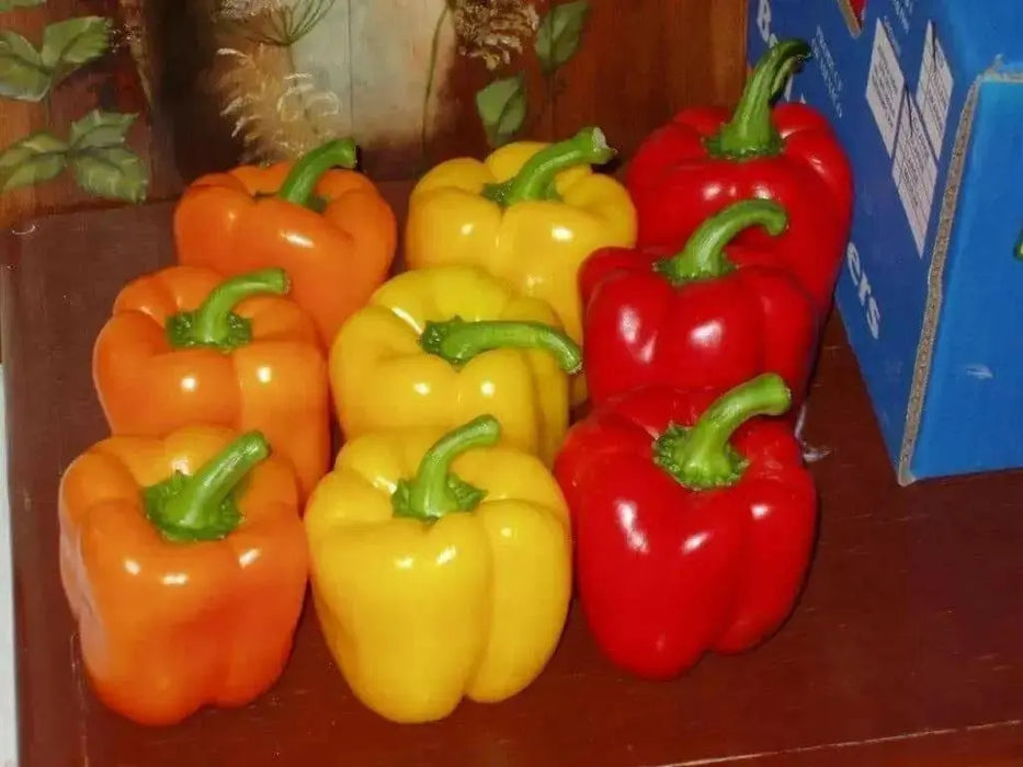 Pepper Seeds- Multi-Color- Capsicum annuum-Sweet Pepper - Caribbean garden seed