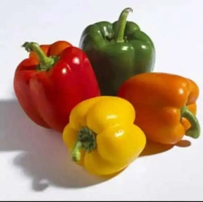 Pepper Seeds- Multi-Color- Capsicum annuum-Sweet Pepper - Caribbean garden seed