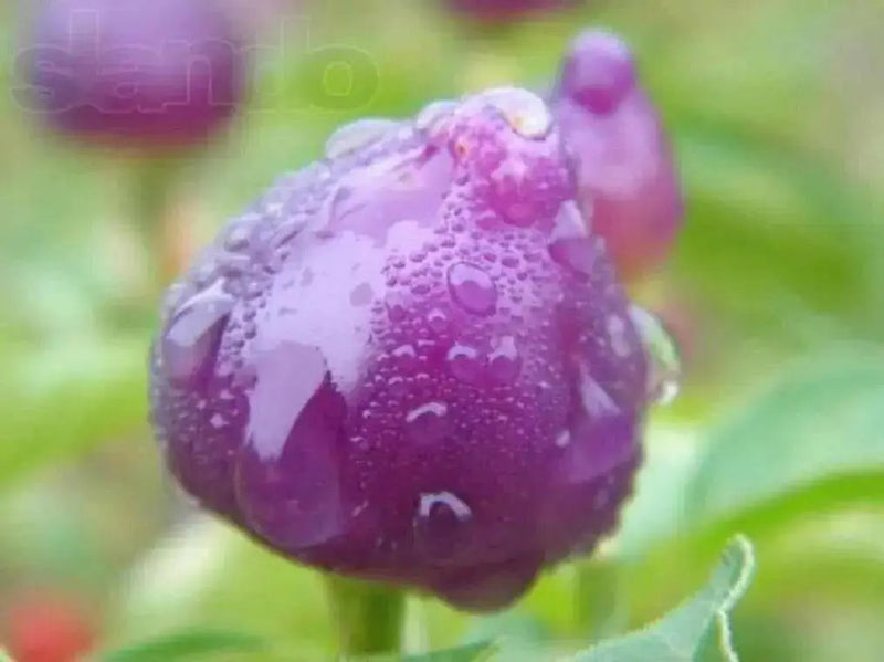 PEPPER Seeds Pimenta Barro,(Capsicum baccatum) Multi color - Caribbean garden seed