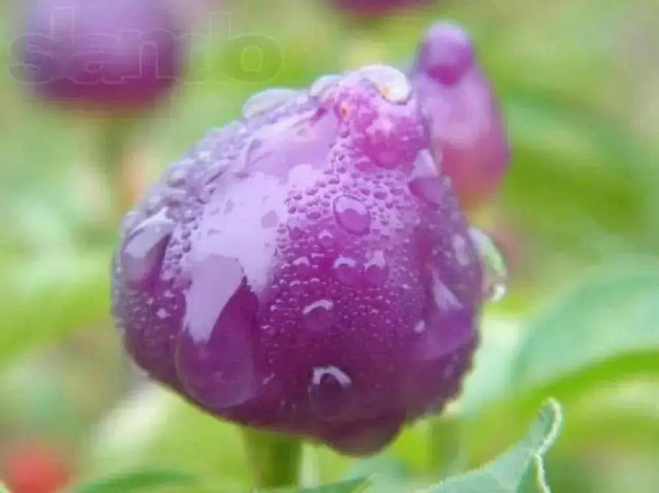 PEPPER Seeds Pimenta Barro,(Capsicum baccatum) Multi color - Caribbean garden seed