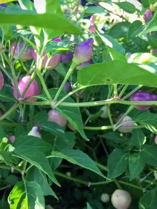 PEPPER Seeds Pimenta Barro,(Capsicum baccatum) Multi color - Caribbean garden seed