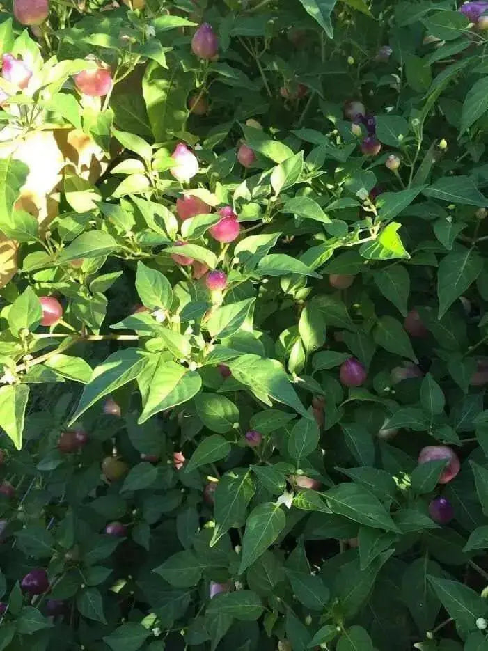 PEPPER Seeds Pimenta Barro,(Capsicum baccatum) Multi color - Caribbean garden seed