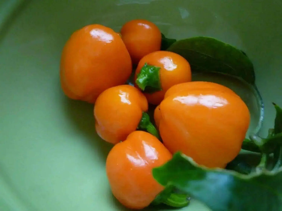 Pepper, Miniature Orange Bell - Capsicum annuum , Organically Grown - Caribbean garden seed