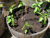 Pepper, Miniature Orange Bell - Capsicum annuum , Organically Grown - Caribbean garden seed