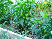 Pepper, Miniature Orange Bell - Capsicum annuum , Organically Grown - Caribbean garden seed