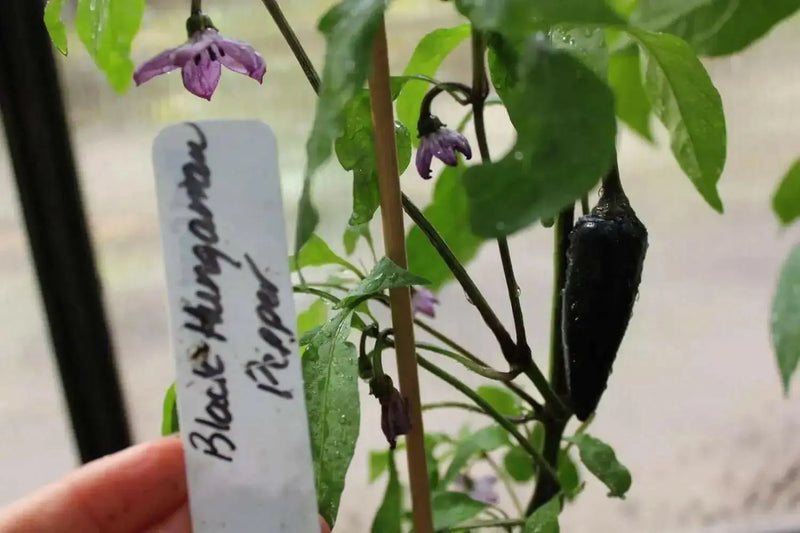 Pepper- Black Hungarian Pepper-sweet hot showy plant 75 days heirloom - Caribbean garden seed