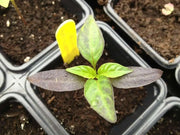 Pepper- Black Hungarian Pepper-sweet hot showy plant 75 days heirloom - Caribbean garden seed