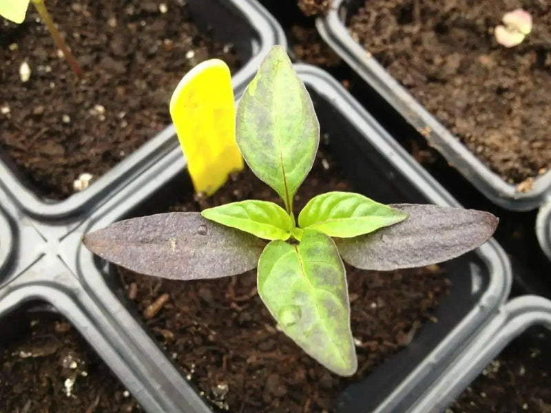 Pepper- Black Hungarian Pepper-sweet hot showy plant 75 days heirloom - Caribbean garden seed