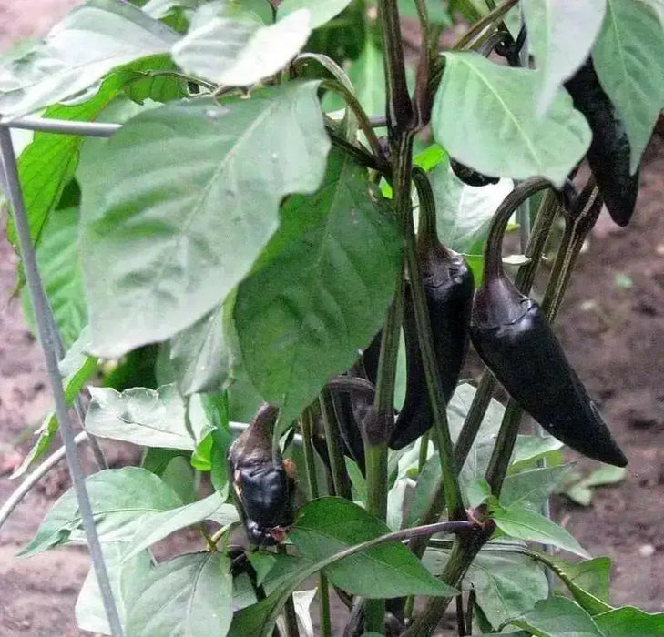 Pepper- Black Hungarian Pepper-sweet hot showy plant 75 days heirloom - Caribbean garden seed