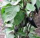 Pepper- Black Hungarian Pepper-sweet hot showy plant 75 days heirloom - Caribbean garden seed