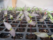 Pepper- Black Hungarian Pepper-sweet hot showy plant 75 days heirloom - Caribbean garden seed