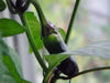 Pepper- Black Hungarian Pepper-sweet hot showy plant 75 days heirloom - Caribbean garden seed