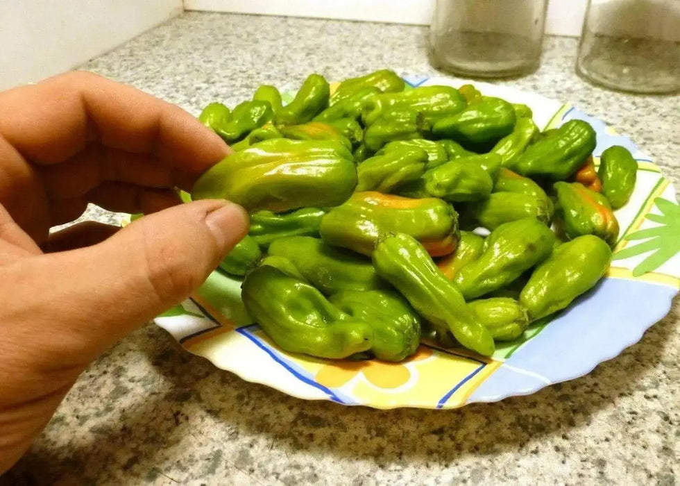 Pepperoncini  sweet pepper Seeds , Capsicum Annuum - Caribbean garden seed