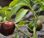 Pepper, Miniature Chocolate Bell - Capsicum annuum , Organically Grown - Caribbean garden seed