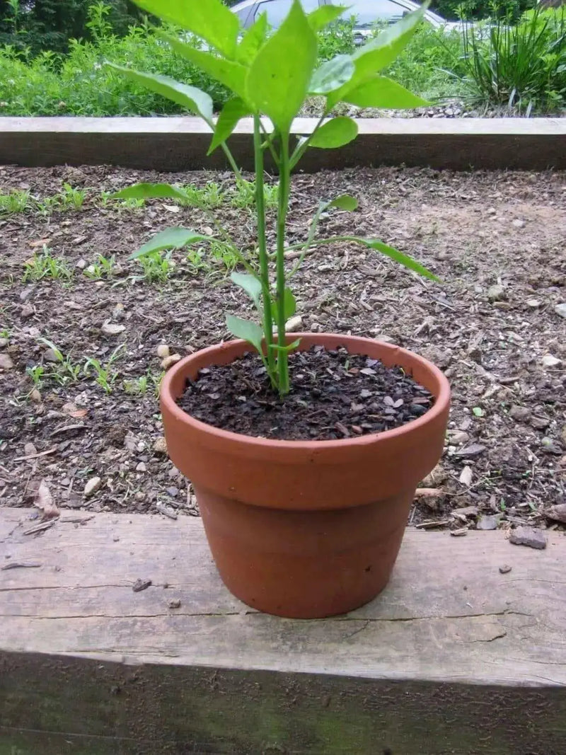 Pepper, Miniature Chocolate Bell - Capsicum annuum , Organically Grown - Caribbean garden seed