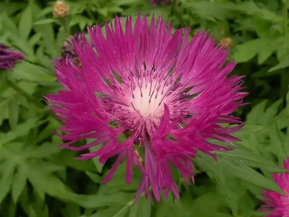 Persian  Bachelor's Button Seed, (Centaurea Dealbata) Perennial - Caribbean garden seed