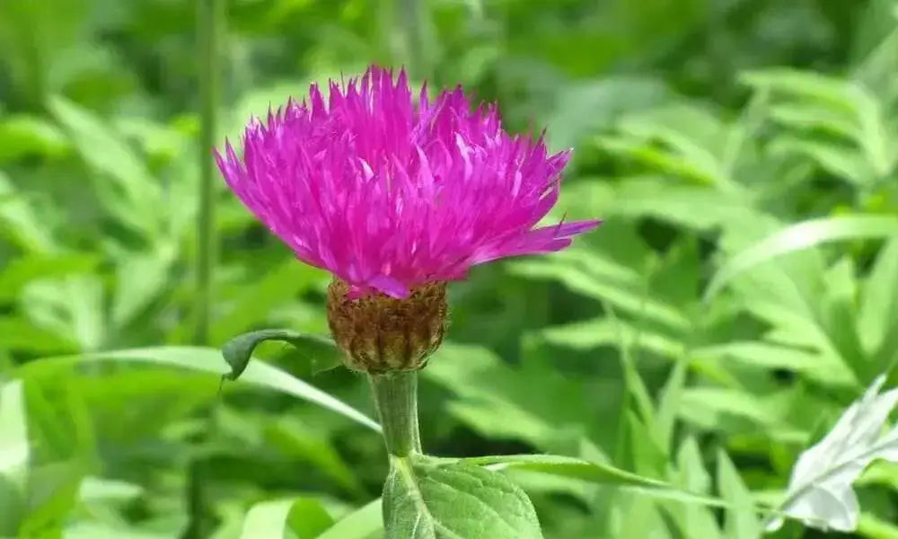Persian  Bachelor's Button Seed, (Centaurea Dealbata) Perennial - Caribbean garden seed