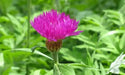 Persian  Bachelor's Button Seed, (Centaurea Dealbata) Perennial - Caribbean garden seed