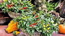 Pepper- Ornamental-Cubana Multicolor  ,Edible Christmas Pepper ~25 Seeds - Caribbean garden seed