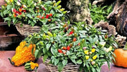 Pepper- Ornamental-Cubana Multicolor  ,Edible Christmas Pepper ~25 Seeds - Caribbean garden seed