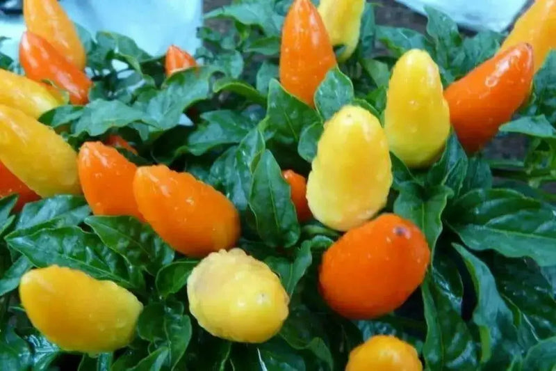 Pepper- Ornamental-Cubana Multicolor  ,Edible Christmas Pepper ~25 Seeds - Caribbean garden seed