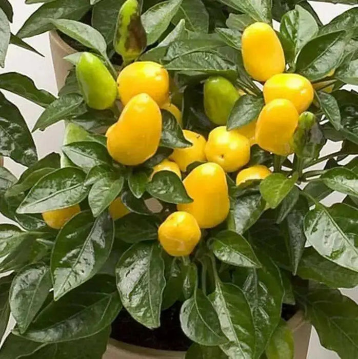 Pepper- Ornamental-Cubana Multicolor  ,Edible Christmas Pepper ~25 Seeds - Caribbean garden seed