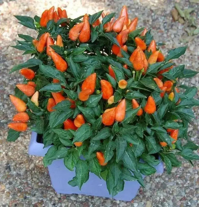 Pepper- Ornamental-Cubana Multicolor  ,Edible Christmas Pepper ~25 Seeds - Caribbean garden seed