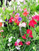 Perennial Sweet Pea vine (Lathyrus Latifolius) Pearl Mix - Caribbean garden seed