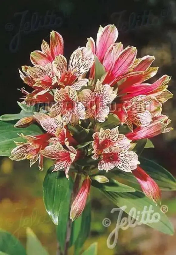 Peruvian Lily Seeds(ALSTROEMERIA psittacina 'Mona Lisa')Great cut flowers ,Perennial - Caribbean garden seed