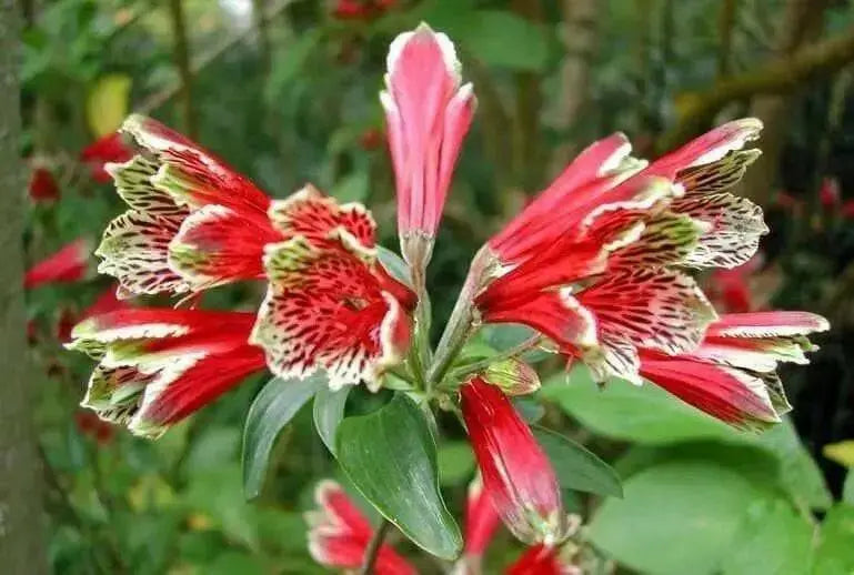 Peruvian Lily Seeds(ALSTROEMERIA psittacina 'Mona Lisa')Great cut flowers ,Perennial - Caribbean garden seed