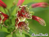 Peruvian Lily Seeds(ALSTROEMERIA psittacina 'Mona Lisa')Great cut flowers ,Perennial - Caribbean garden seed