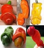 Peter Pepper Seeds (Capsicum annuum) Mixed Color - Caribbean garden seed