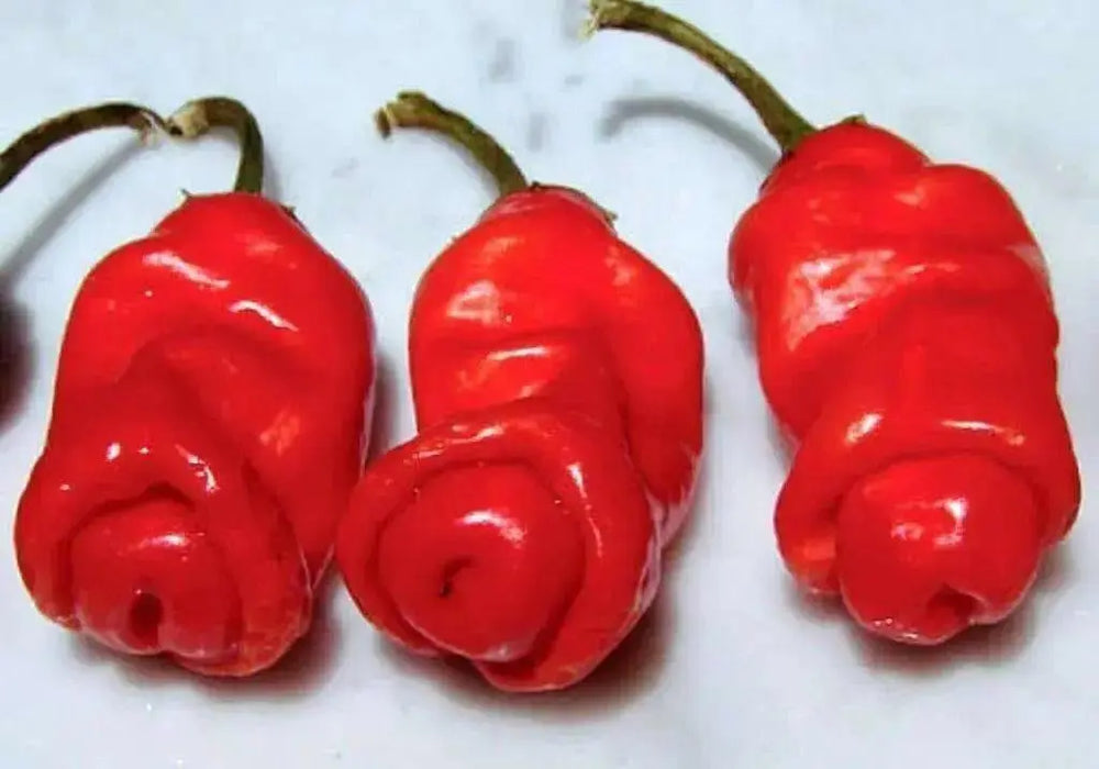 Peter Pepper Seeds (Capsicum annuum) Mixed Color - Caribbean garden seed