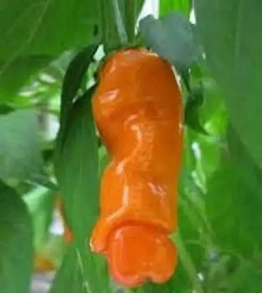 PETER PEPPER SEEDS (Orange)  Capsicum annuum.very hot - Caribbean garden seed