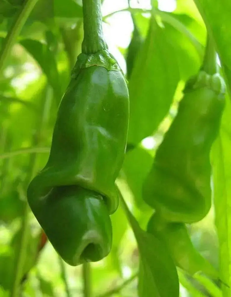 PETER PEPPER SEEDS (Orange)  Capsicum annuum.very hot - Caribbean garden seed