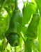 PETER PEPPER SEEDS (Orange)  Capsicum annuum.very hot - Caribbean garden seed