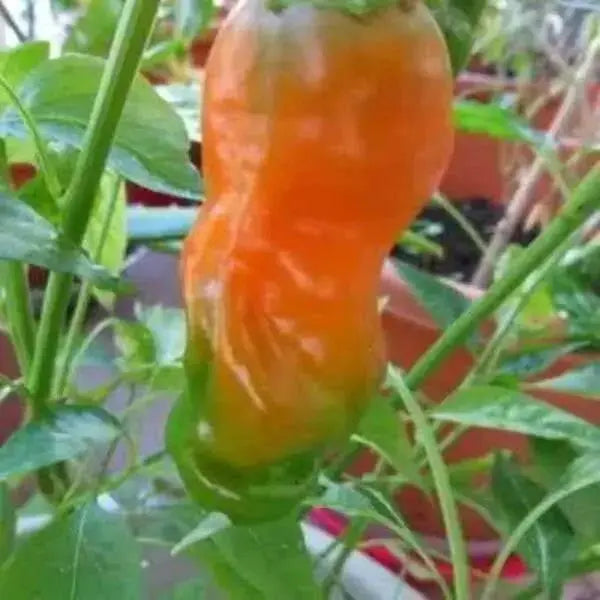PETER PEPPER SEEDS (Orange)  Capsicum annuum.very hot - Caribbean garden seed