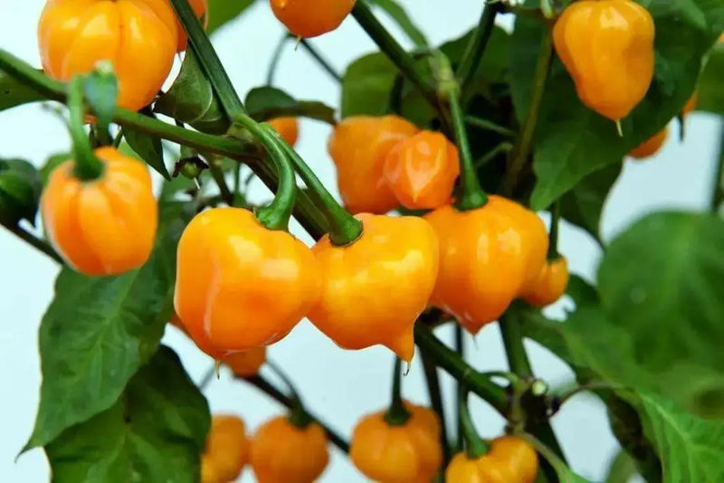 PETENERO Peppers Seeds, Capsicum chinense. - Caribbean garden seed