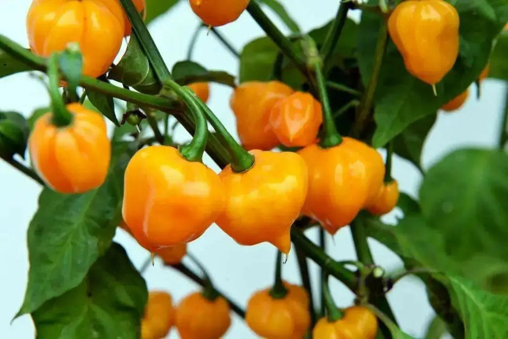 PETENERO Peppers Seeds, Capsicum chinense. - Caribbean garden seed