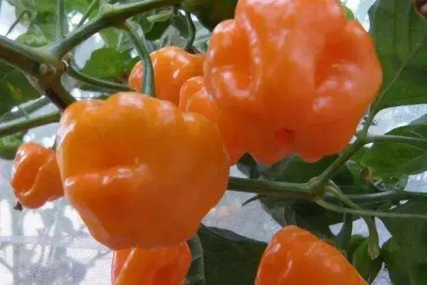 PETENERO Peppers Seeds, Capsicum chinense. - Caribbean garden seed