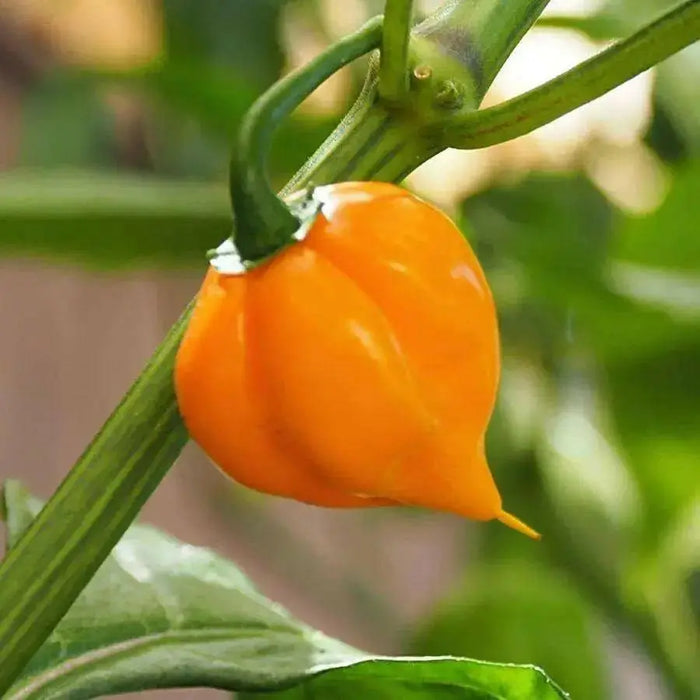 PETENERO Peppers Seeds, Capsicum chinense. - Caribbean garden seed