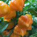 PETENERO Peppers Seeds, Capsicum chinense. - Caribbean garden seed