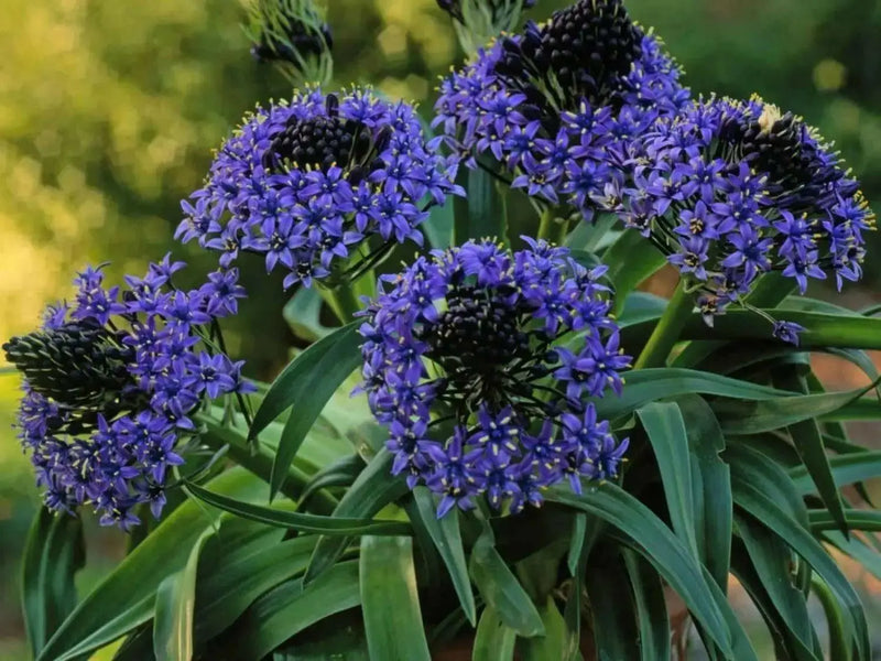 PERUVIAN LILY Bulbs, Giant Squill - Caribbean garden seed