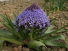 PERUVIAN LILY Bulbs, Giant Squill - Caribbean garden seed