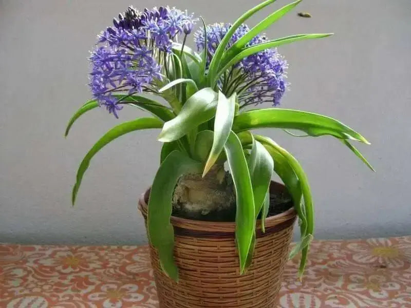 PERUVIAN LILY Bulbs, Giant Squill - Caribbean garden seed