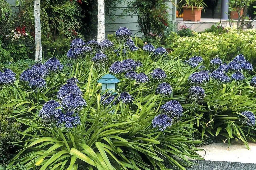 PERUVIAN LILY Bulbs, Giant Squill - Caribbean garden seed