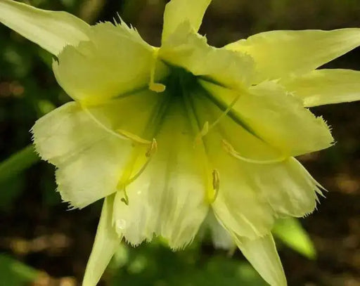 Peruvian Daffodil Bulbs (14/16 cm)  sulphur queen - Caribbean garden seed