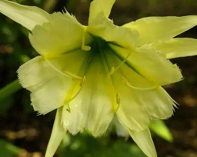 Peruvian Daffodil Bulbs (14/16 cm)  sulphur queen - Caribbean garden seed