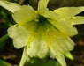 Peruvian Daffodil Bulbs (14/16 cm)  sulphur queen - Caribbean garden seed